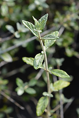 Image showing Tree germander