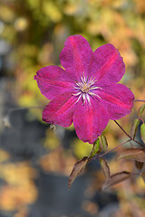 Image showing Clematis Red Cardinal