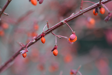 Image showing Compact Burning Bush