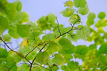 Image showing Fresh Spring Leaves