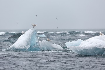 Image showing Iceberg melting at sea