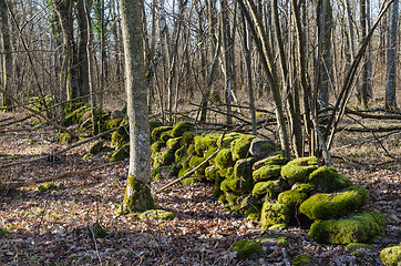 Image showing Moss covered stone wall in a forest