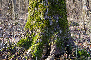 Image showing Old moss covered tree trunk