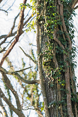 Image showing Climbing Ivy plants on a tree trunk