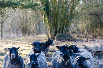 Image showing Herd with curious black sheep 