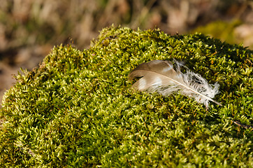 Image showing Brown bird feather on a mossy ground