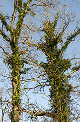 Image showing Tall oak trees with climbing Ivy plants