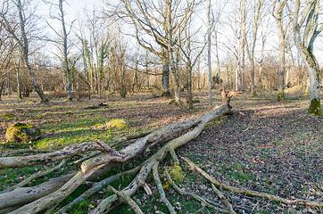 Image showing Weathered fallen old tree in a forest