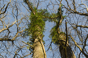 Image showing Oak trees with climbing Ivy plants