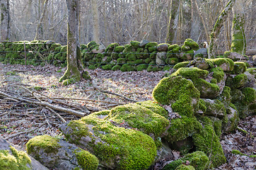 Image showing Mossy old dry stone walls