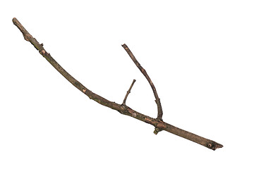 Image showing Dry tree branch on white