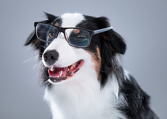 Image showing Australian Shepherd dog on gray