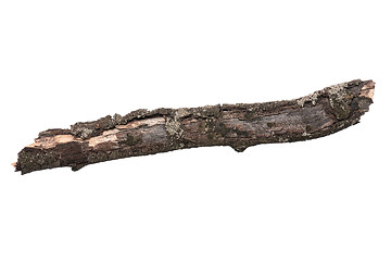 Image showing Dry tree branch on white