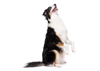 Image showing Australian Shepherd dog on white