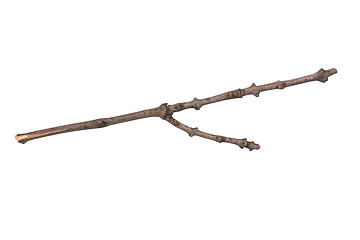 Image showing Dry tree branch on white