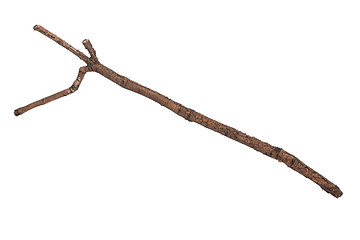 Image showing Dry tree branch on white