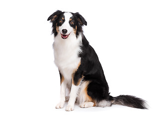 Image showing Australian Shepherd dog on white