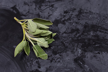 Image showing Fresh organic green sage branch.