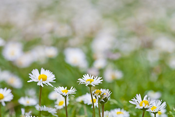 Image showing Chamomile flowers spring field.