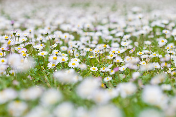 Image showing Chamomile flowers spring field.