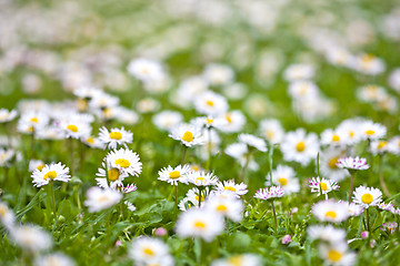 Image showing Chamomile flowers spring field.