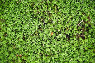 Image showing Moss layer closeup