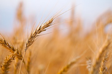 Image showing Wheat field detail