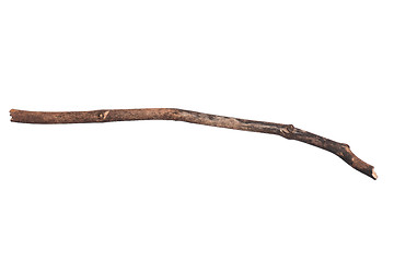 Image showing Dry tree branch on white