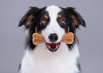 Image showing Australian Shepherd dog on gray