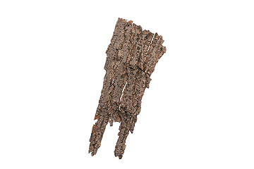 Image showing Tree bark on white