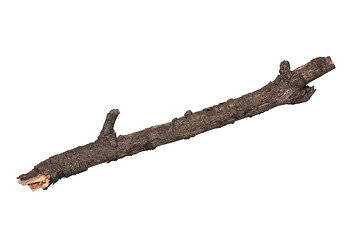 Image showing Dry tree branch on white