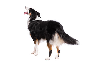 Image showing Australian Shepherd dog on white