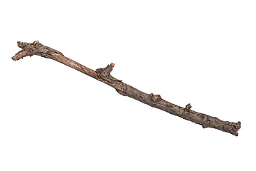 Image showing Dry tree branch on white