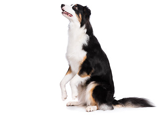 Image showing Australian Shepherd dog on white