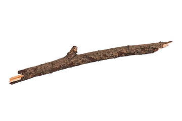 Image showing Dry tree branch on white