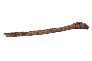 Image showing Dry tree branch on white