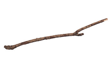 Image showing Dry tree branch on white