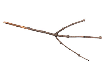 Image showing Dry tree branch on white