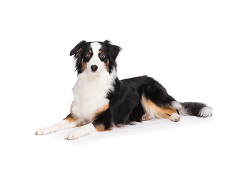 Image showing Australian Shepherd dog on white