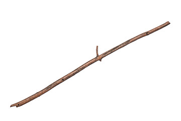 Image showing Dry tree branch on white