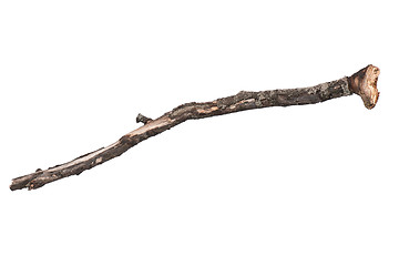 Image showing Dry tree branch on white