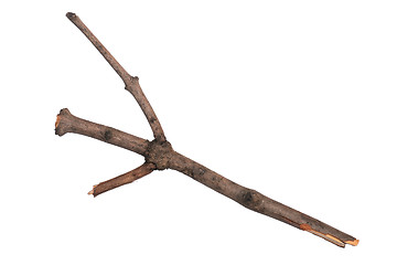 Image showing Dry tree branch on white