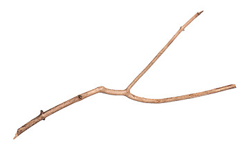 Image showing Dry tree branch on white