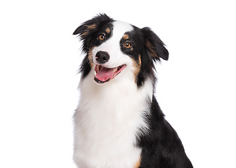 Image showing Australian Shepherd dog on white