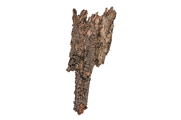 Image showing Tree bark on white