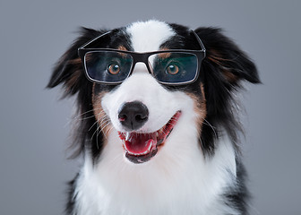 Image showing Australian Shepherd dog on gray