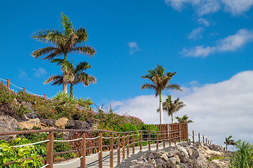 Image showing Palm tree on beach Fuerteventura