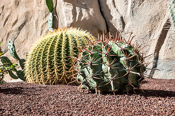 Image showing Cactus on Feurteventura
