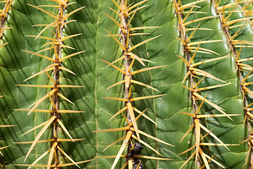 Image showing Cactus on Feurteventura