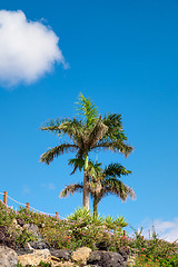 Image showing Palm tree on beach Fuerteventura